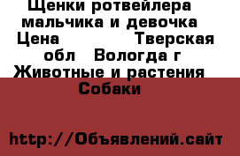 Щенки ротвейлера 2 мальчика и девочка › Цена ­ 20 000 - Тверская обл., Вологда г. Животные и растения » Собаки   